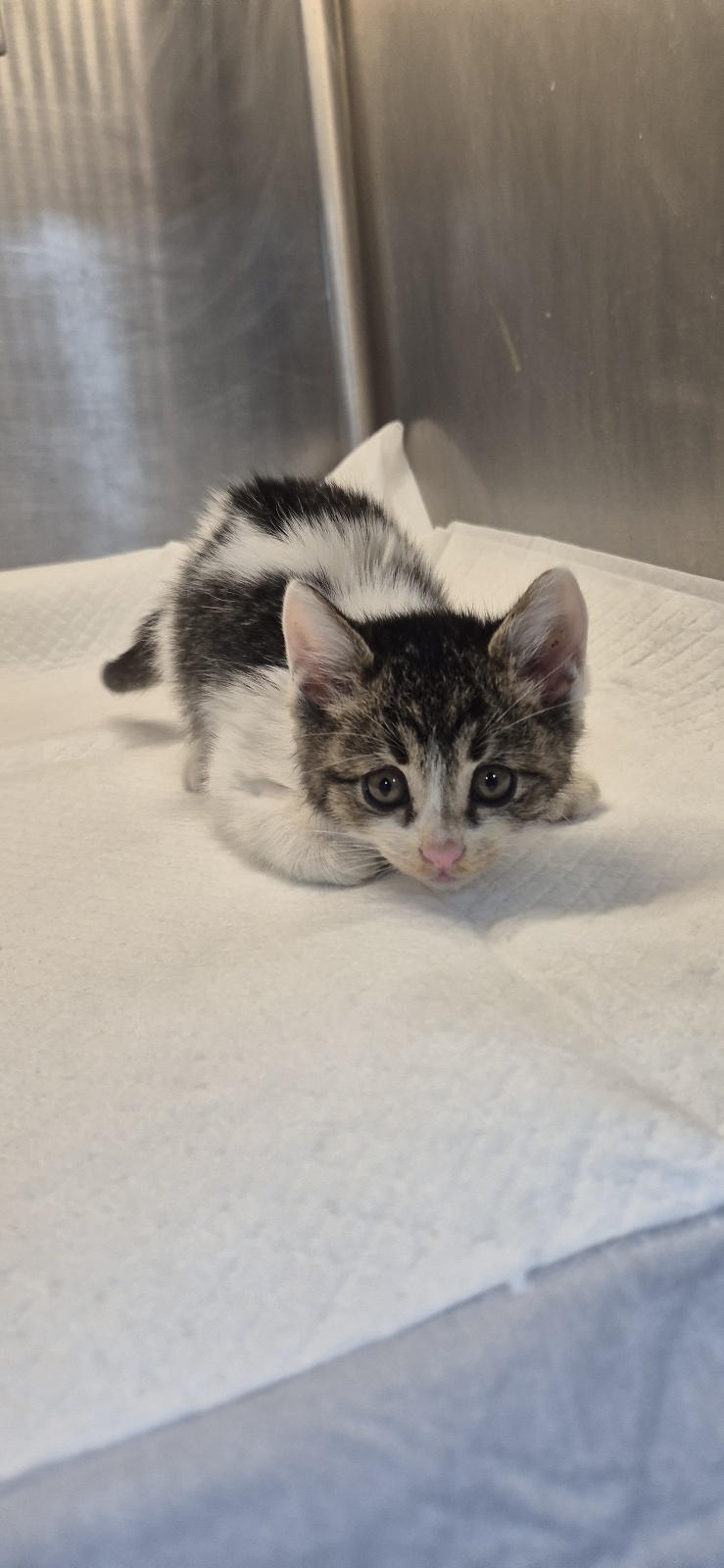 보호중 한국 고양이…